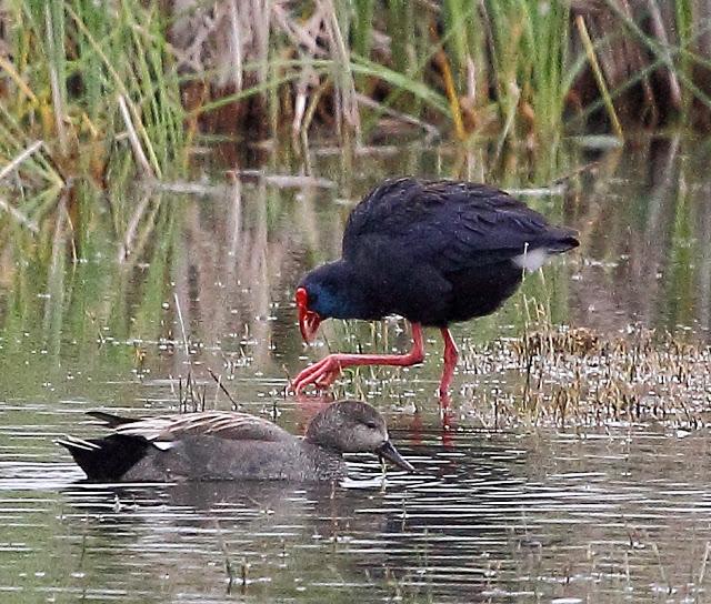 HISTORICO PASO PRENUPCIAL EN CATALUÑA