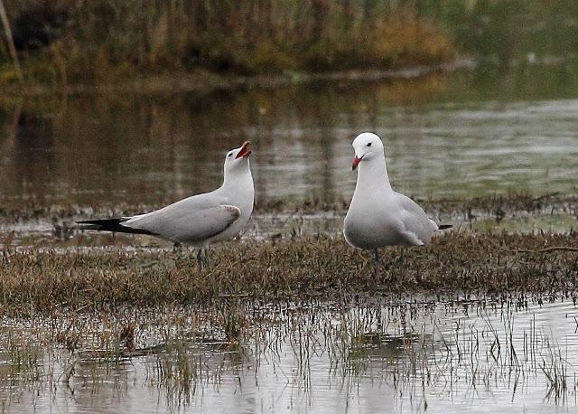 HISTORICO PASO PRENUPCIAL EN CATALUÑA