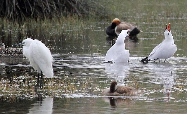 HISTORICO PASO PRENUPCIAL EN CATALUÑA
