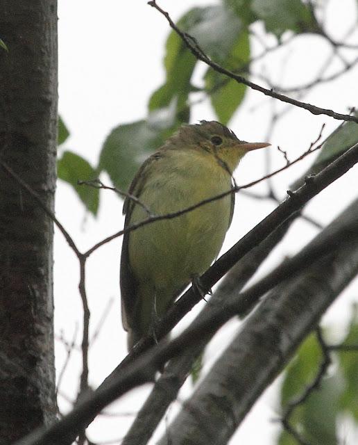 HISTORICO PASO PRENUPCIAL EN CATALUÑA