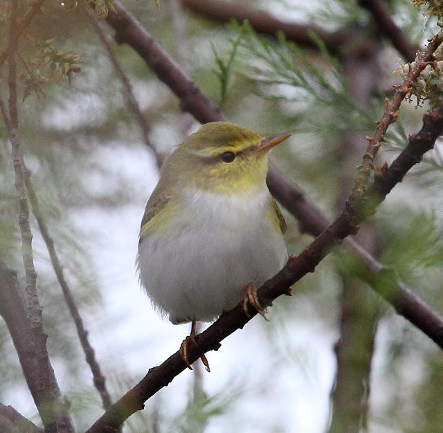 HISTORICO PASO PRENUPCIAL EN CATALUÑA