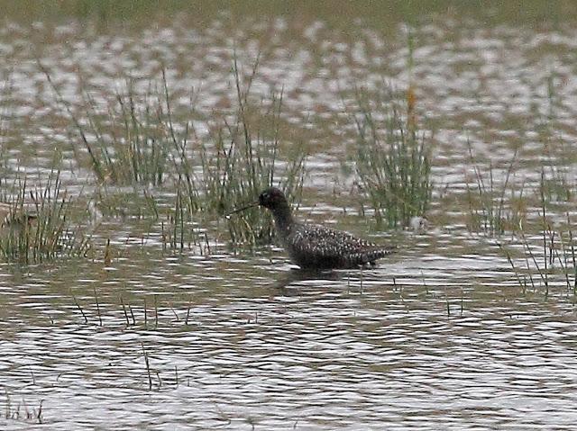 HISTORICO PASO PRENUPCIAL EN CATALUÑA