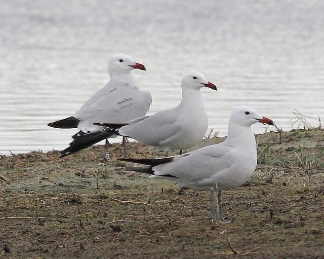 HISTORICO PASO PRENUPCIAL EN CATALUÑA