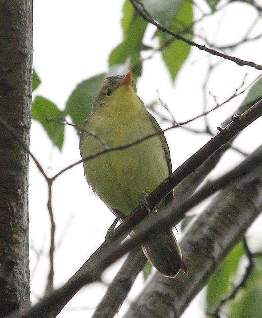 HISTORICO PASO PRENUPCIAL EN CATALUÑA