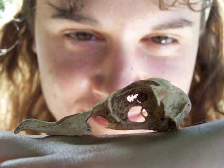 Anne Wiley observa el cráneo de un petrel hawaiano