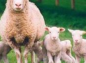 Criar ovejas