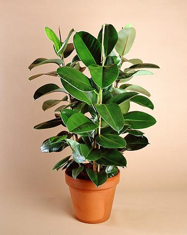 planta-de-interior-ficus-en-maceta