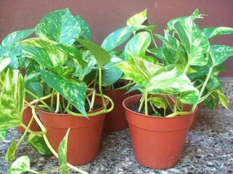 cuatro-macetas-con-potos-planta-de-interior