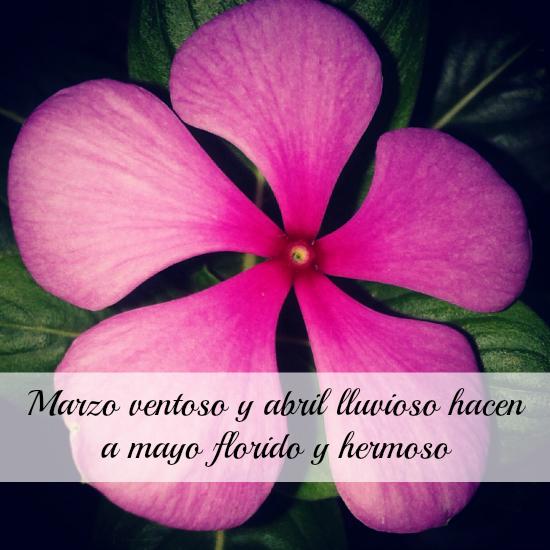  photo flor-rosa-fluor_zps19a33204.jpg