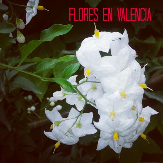  photo flores-en-valencia_zps05a5b94d.jpg