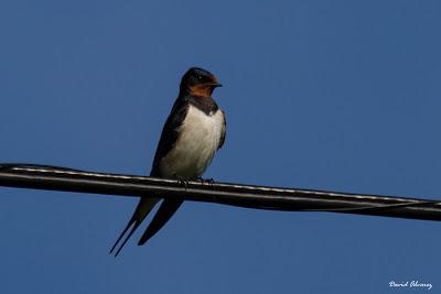¿Una golondrina joven a principios de mayo?