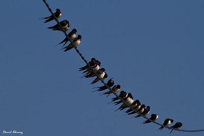 ¿Una golondrina joven a principios de mayo?