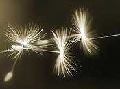 felicidad algo ausencia miedo