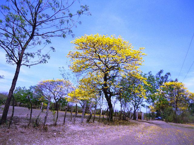 ¡Naturaleza Nicaragüense!