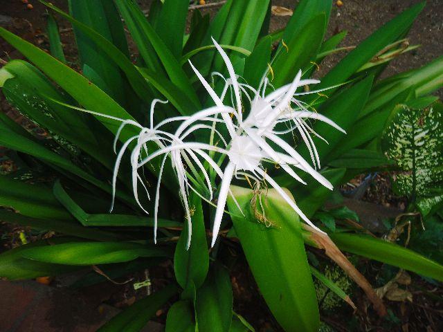 ¡Naturaleza Nicaragüense!