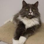 Gato con bolas de pelo