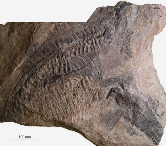 fósil de ictiosaurio Malawania anachronus