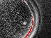 pueden clonar células madre