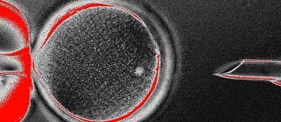 CLONADOS EMBRIONES HUMANOS CON FINES MÉDICOS. LA PRIMERA CLONACIÓN HUMANA