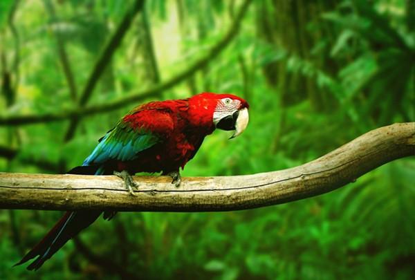 Parrot in the forest
