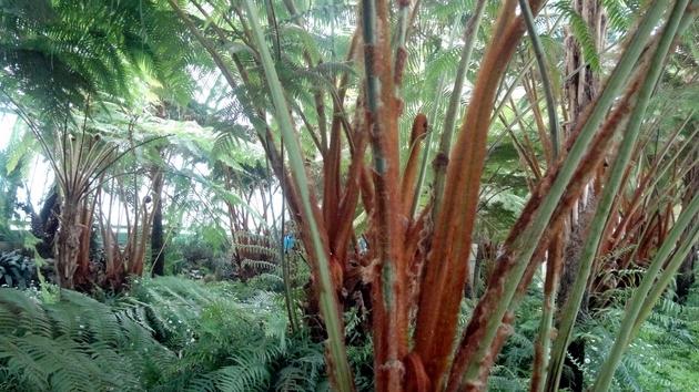 Invernaderos Reales de Laeken - Bruselas