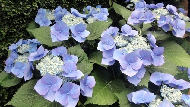 Invernaderos Reales de Laeken - Bruselas