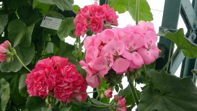 Invernaderos Reales de Laeken - Bruselas