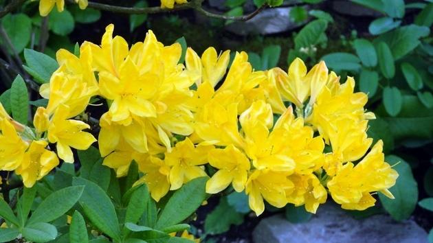 Invernaderos Reales de Laeken - Bruselas