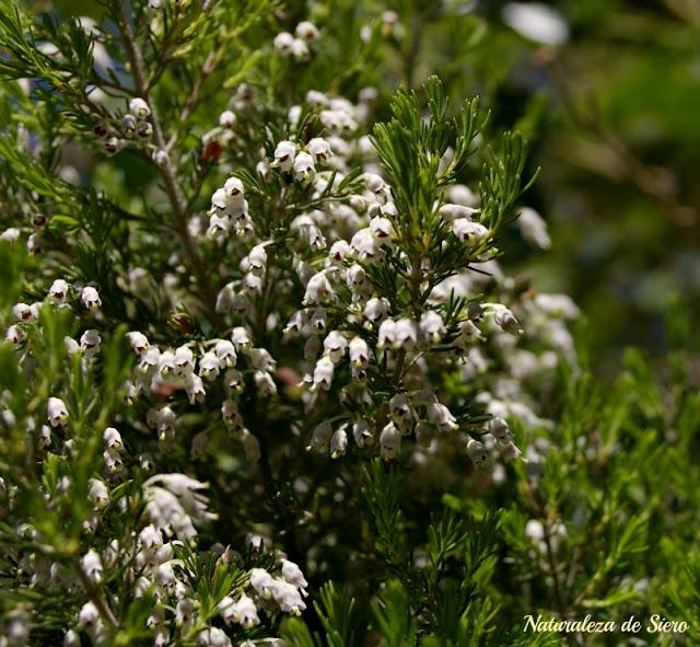Por los valles del Narcea y Degaña