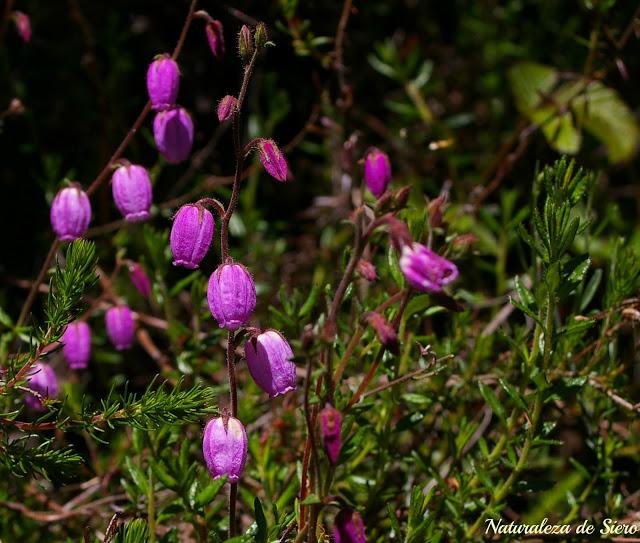Por los valles del Narcea y Degaña