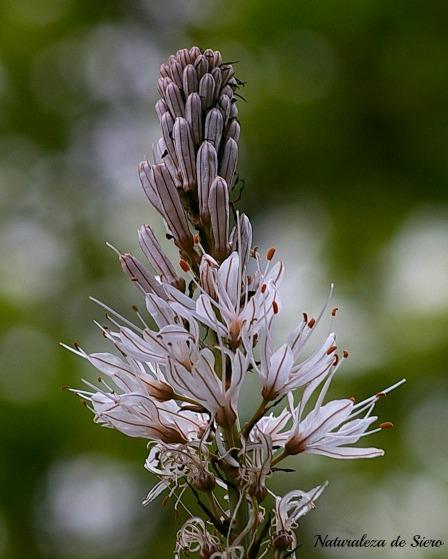 Por los valles del Narcea y Degaña