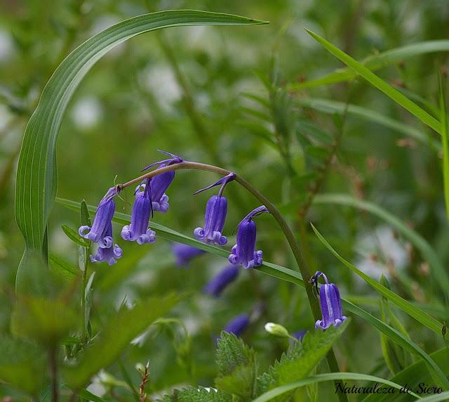 Por los valles del Narcea y Degaña