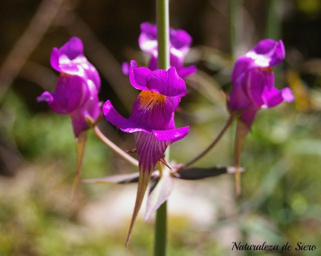 Por los valles del Narcea y Degaña