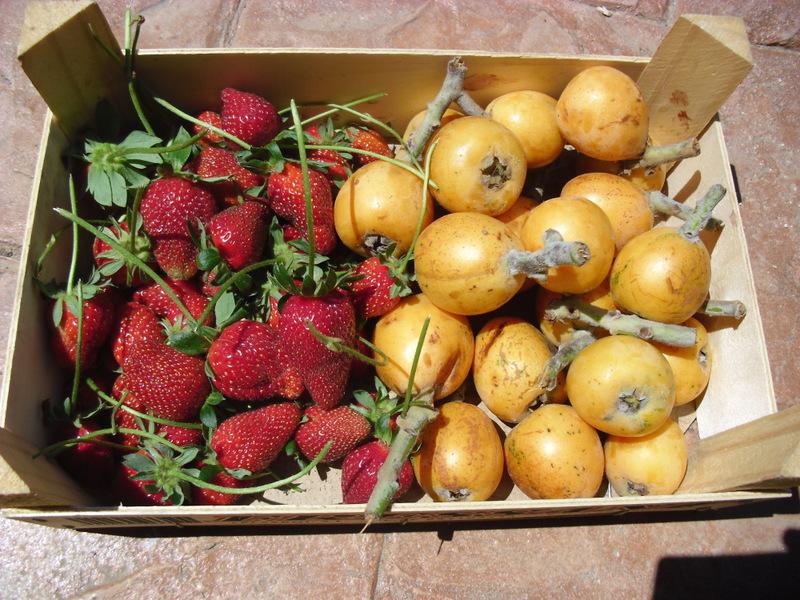 COMIENZA LA TEMPORADA DE FRUTAS 2013 EN MI HUERTO