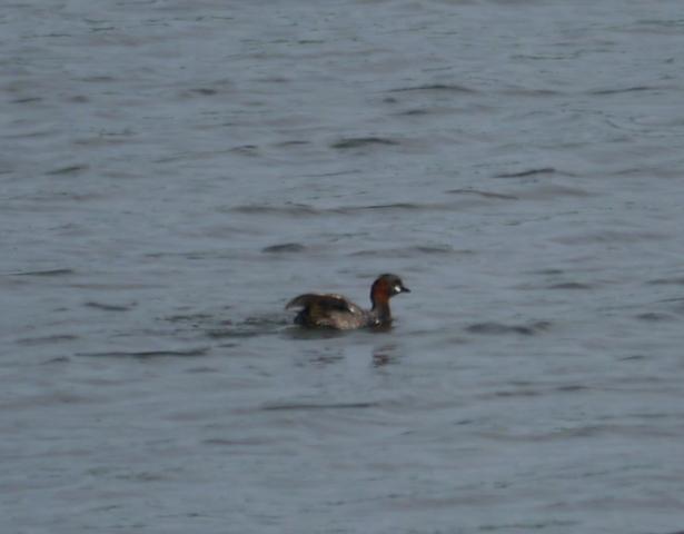 Somormujos y zampullines