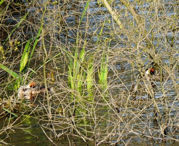 Somormujos y zampullines