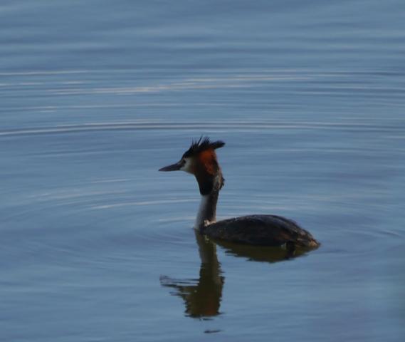 Somormujos y zampullines