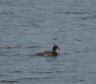 Somormujos y zampullines