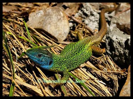 Lagarto verdinegro