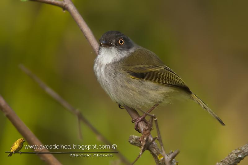 Mosqueta ojo dorado (Pearly-vented Tody-Tyrant)