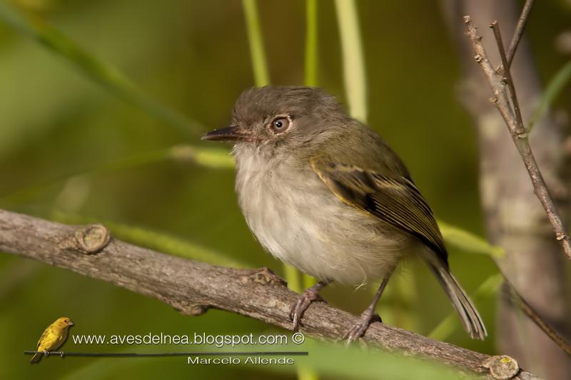 Mosqueta ojo dorado (Pearly-vented Tody-Tyrant)