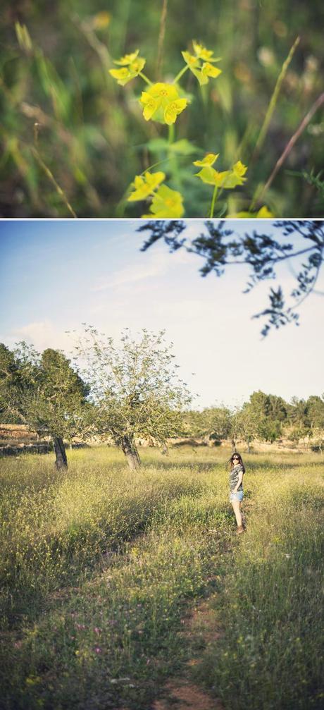 spring field spring field