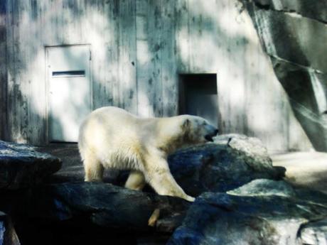 Un día en Wilhelma Zoo-Stuttgart (parte 2)