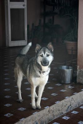 GILDA, NÓRDICA EN ADOPCIÓN‏.