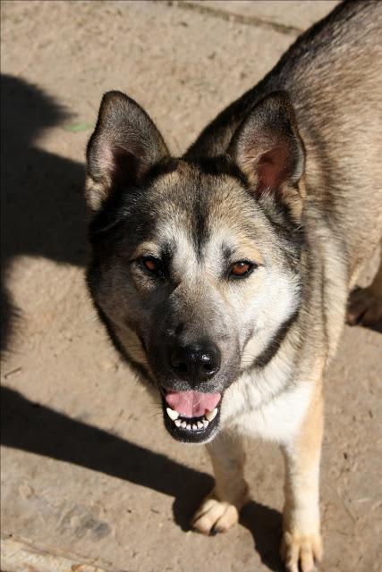 GILDA, NÓRDICA EN ADOPCIÓN‏.