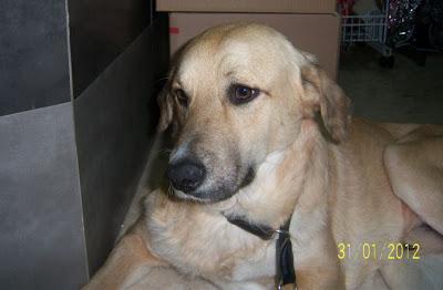 El gran Polo, en adopción‏.