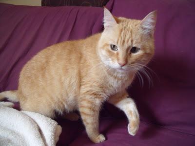 RUBIO, positivo en inmuno, positivo a la vida (Murcia)‏