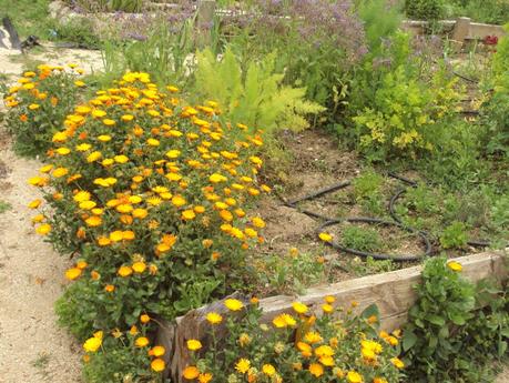 GUÍA DE PLANTAS AROMÁTICAS, CULINARIAS Y MEDICINALES EN EL HUERTO.