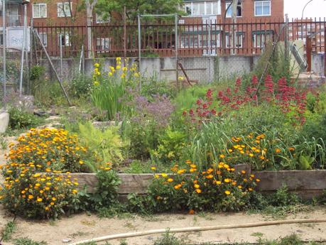 GUÍA DE PLANTAS AROMÁTICAS, CULINARIAS Y MEDICINALES EN EL HUERTO.