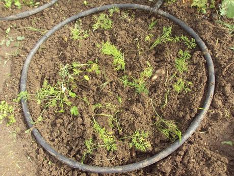 GUÍA DE PLANTAS AROMÁTICAS, CULINARIAS Y MEDICINALES EN EL HUERTO.